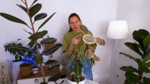 Обрезаем фикус Эластика чтобы ветвился