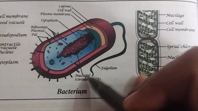 Diagram of Amoeba, Bacterium and Spyrogira || Biology || in Hindi for class-8th смотреть онлайн