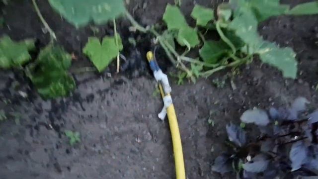 как мы #поливаем #парник 😊 смотреть онлайн