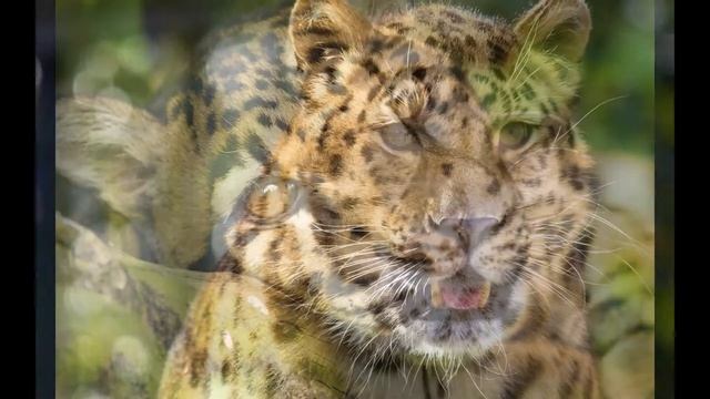 Дикие кошки смотреть онлайн
