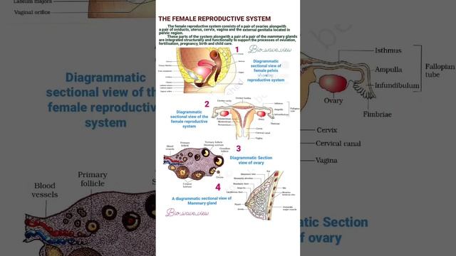 Female Reproductive System #biology