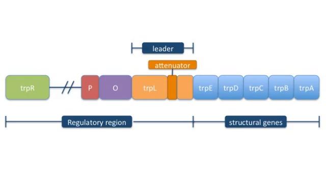 TRP operon 1 смотреть онлайн