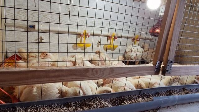 Не покупайте бройлеров пока не посмотрите это видео. Каких бройлеров лучше купить. смотреть онлайн