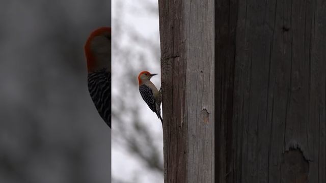 #redbelliedwoodpecker #RBWP #woodpecker #sony #sonya7iii смотреть онлайн