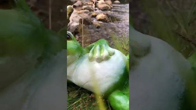 Лягушка царевна смотреть онлайн