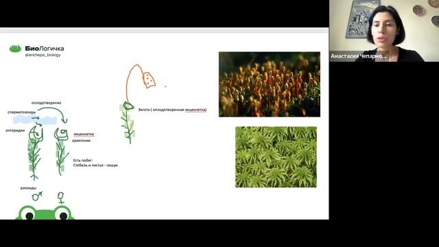 немного про женский цикл) и споровые растения