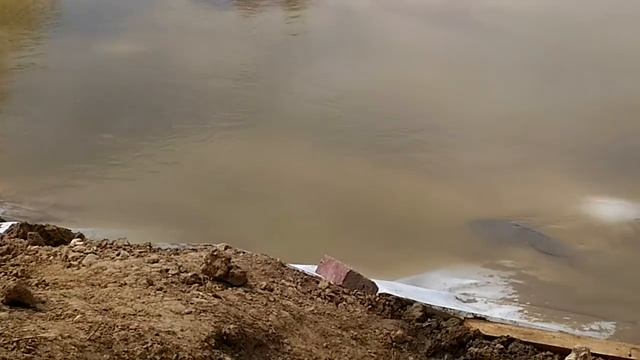 Как подготавливать производителей карпа к нересту. смотреть онлайн