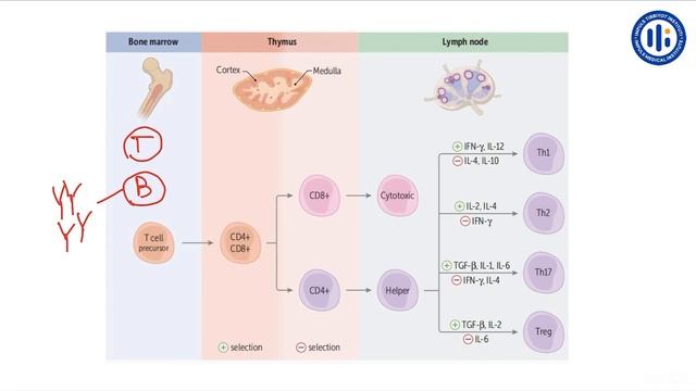 Ko’krak qafasi limfa drenaji, Timus va diafragma anatomiyasi смотреть онлайн