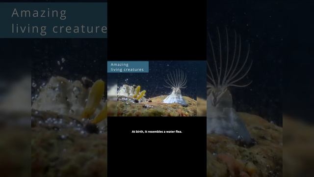 The Wonders Of Sea Creatures