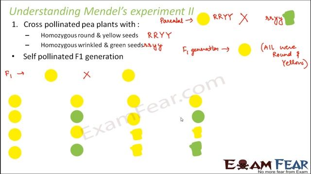 Biology Inheritance Principle part 16 (Mendel's Experiment ; Dihybrid cross) class 12 XII смотреть онлайн