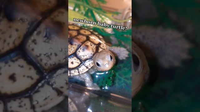 Freshly Hatched BABY TURTLE! 😍🐢 смотреть онлайн