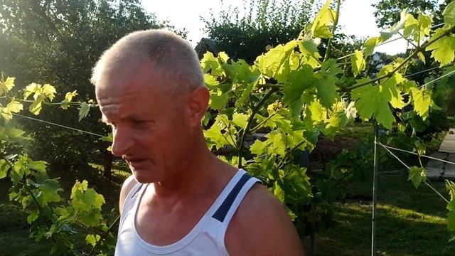 Пора осветлить грозди и сделать чеканку.Высаживаю саженцы винограда. смотреть онлайн