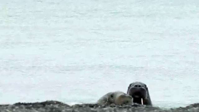 Wrangel Island / Laurent Petitgand смотреть онлайн