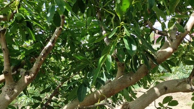 Que Es El PH En El Suelo Agricola Y Su importancia 💥 смотреть онлайн