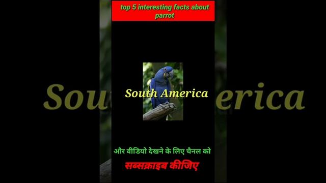 The world's most educated parrot | intrasting fact | amazing facts| смотреть онлайн