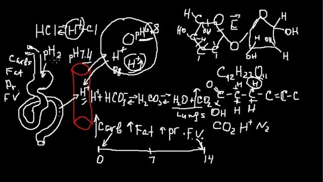 Alkaline diet and Alkaline Food? Try to change your blood pH. Really? смотреть онлайн