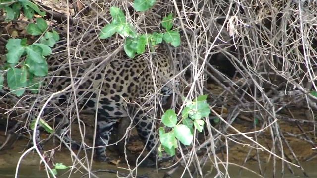 Jaguar grabs a baby capibara in Pantanal Brazil by Mathieu Woldhuis part two смотреть онлайн
