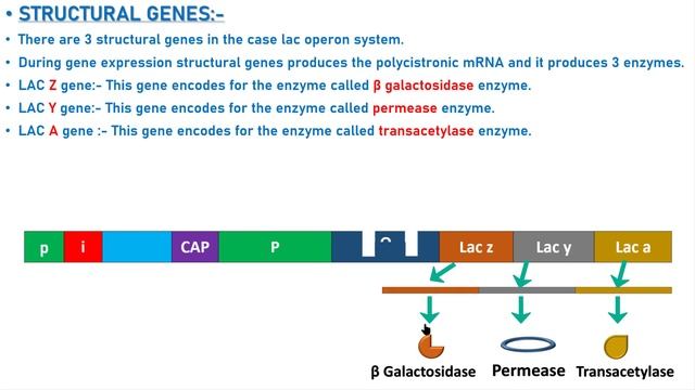LAC OPERON / GENE REGULATION (E. COLI)/ NEGATIVE GENE REGULATION смотреть онлайн