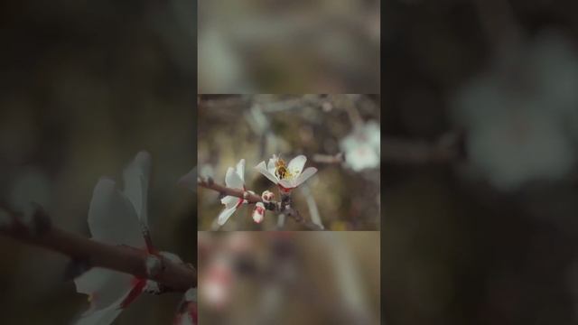 The Unsung Heroes: Bees, Ants, And Butterflies - Vital Insects In Our Ecosystem