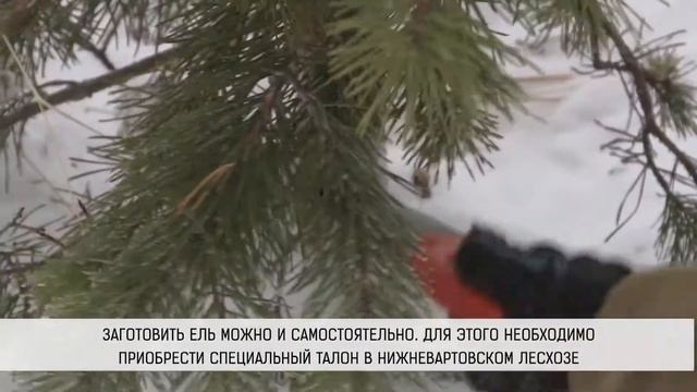 В этом году в городе организованы как минимум две официальные точки продаж новогодних ёлок смотреть онлайн