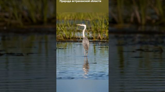 #андрейординарцев #природапрекрасна #природароссии  Природа астраханской области.