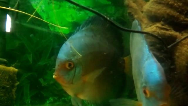 Мои дискусы смотреть онлайн