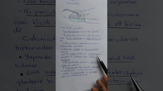 TYT BİYOLOJİ, RİBOZOM смотреть онлайн