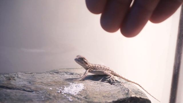 Bearded Dragon Calcium And Vitamin D3 !! Week 9 | Part 1 смотреть онлайн
