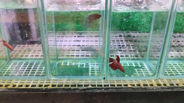 Петушки наличие 15.06.23 смотреть онлайн