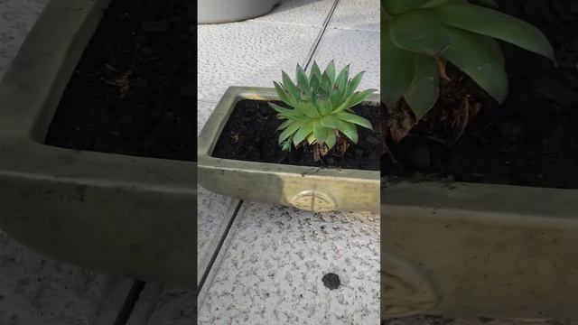 Sempervivum tectorum 25 cm смотреть онлайн