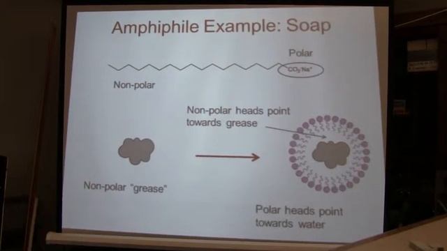 Dr. Frank Vázquez's Lecture: An Introduction to Lipids смотреть онлайн