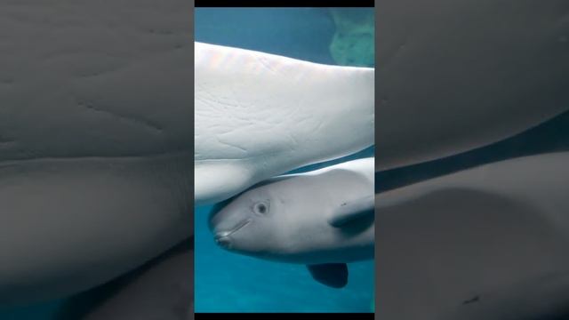 Как часто телятся большие киты?