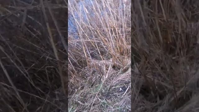 Подача подранка утки. смотреть онлайн