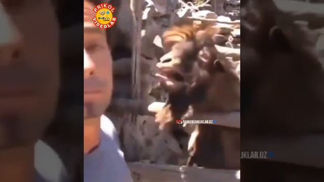 Сизларнинг ҳам ҳудди шундай дўстларинг бор Бирон бир гапни охиргача эшитмай фикир қилади смотреть онлайн