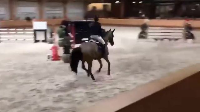 Krypton 11 yr old JR/ AO jumper G, 16.1hh смотреть онлайн