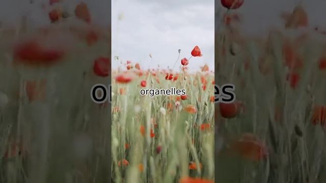 What Is Cell ?,🔬🔬🔬.  #science #cell #cellbiology