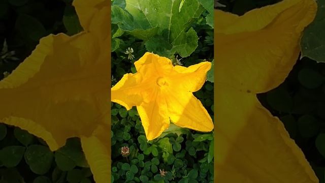 Difference between male and female pumpkin flowers. Only females bear fruit. Ohio pumpkins смотреть онлайн