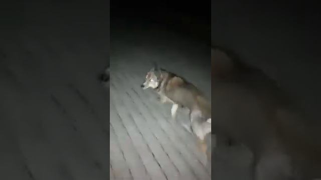 ПЭС ТЫ МАМУ МАВ смотреть онлайн