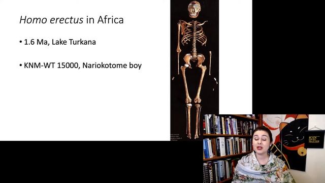 Homo Erectus | Late Genus Homo