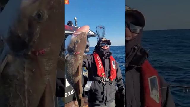 Cod with inflated air bladder смотреть онлайн