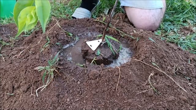 Посадка СЛИВЫ, АБРИКОСА с ЗКС. Объясню, ПОЧЕМУ на ХОЛМ. Узнай РАНЬШЕ, как ПРАВИЛЬНО! 19.06.24 смотреть онлайн