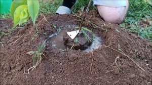 Посадка СЛИВЫ, АБРИКОСА с ЗКС.  Объясню, ПОЧЕМУ на ХОЛМ. Узнай РАНЬШЕ, как ПРАВИЛЬНО! 19.06.24