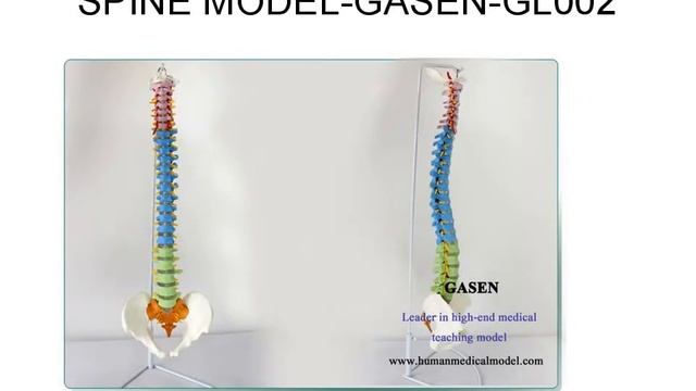 НАУКА МАНИПУЛЯТИВНЫХ КОЛОНКА МОДЕЛЬ МОДЕЛЬ СКЕЛЕТ GASEN GL002（副本）