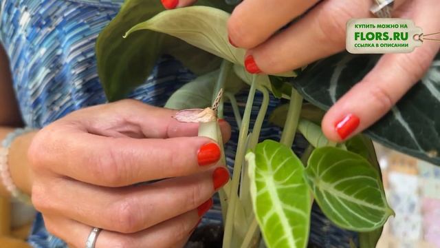 Алоказия Ниндзя. Обзор сорта комнатного растения. Сорта алоказий.