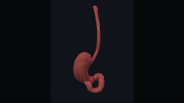 #stomach смотреть онлайн