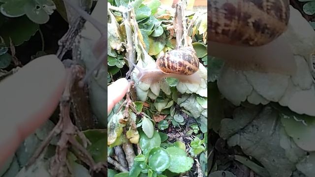 Snail On Plants #Snail #Shell
