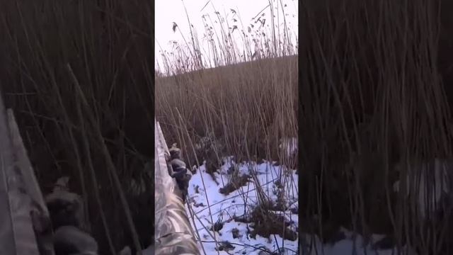 Охота с Гюрзой, по Фазану. Курцхаары из Коробки смотреть онлайн