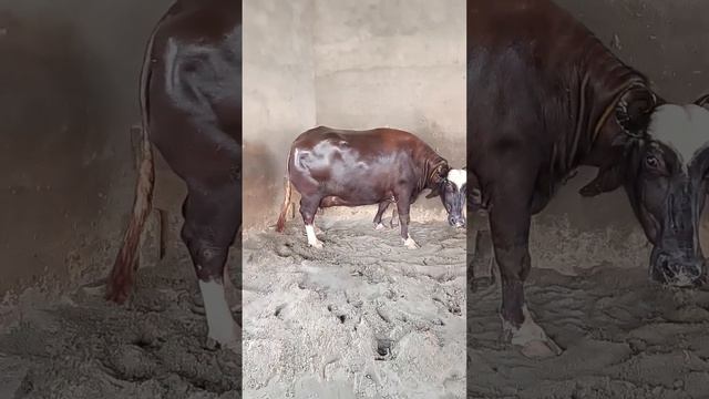 Wait for Video смотреть онлайн