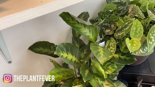 300+ 😱 HOUSEPLANT TOUR /UPDATE ON MY INDOOR PLANT JUNGLE / MY HOUSEPLANT COLLECTION TOUR ALL PLANTS смотреть онлайн