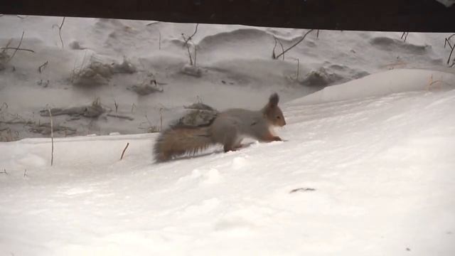 Зарисовка "Белки в Газ-Сале" смотреть онлайн